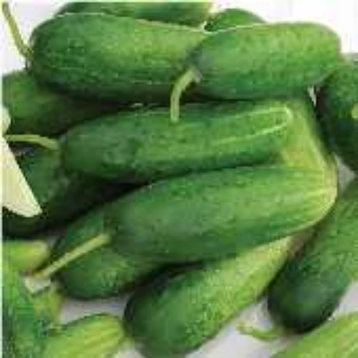 Double Yield Cucumbers CU100-20