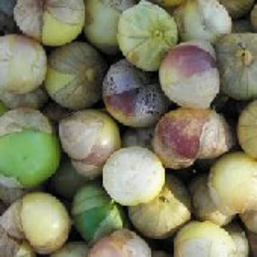 Dr Wyche's Yellow Tomatillo TL18-20