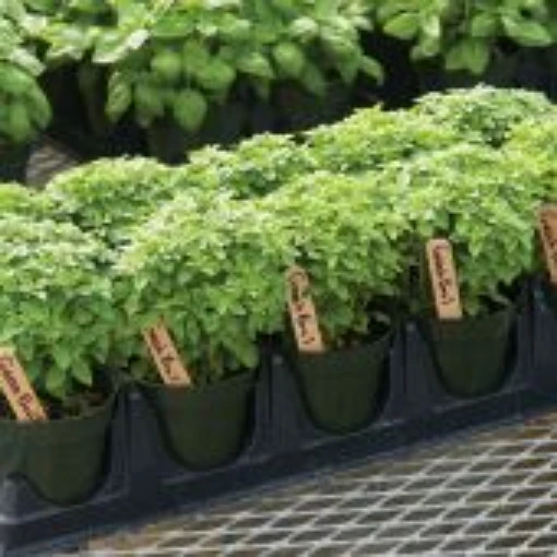 Dwarf Greek Basil HB117-100