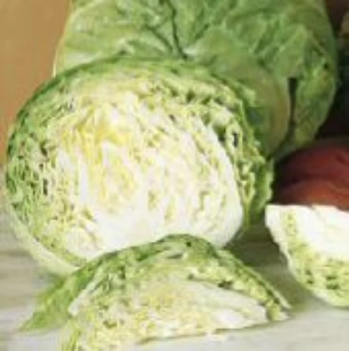 Earliana Cabbage CB48-50