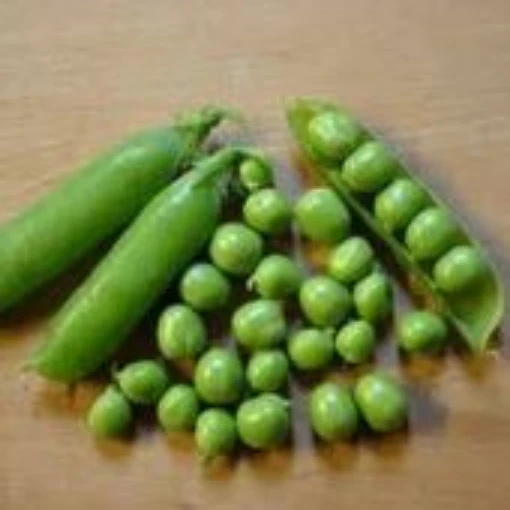 Early Frosty Sweet Peas PE28-50