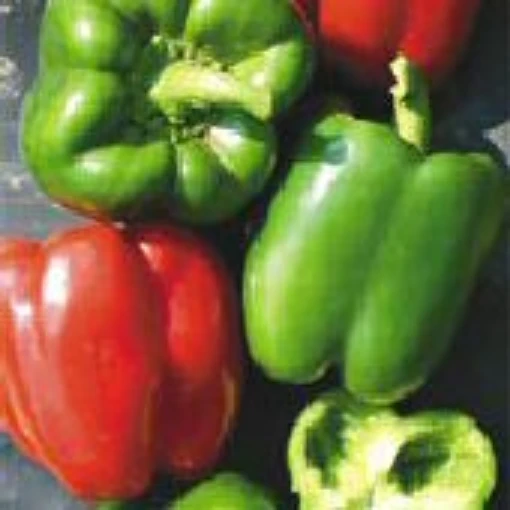 Early Niagara Giant Sweet Peppers SP87-20