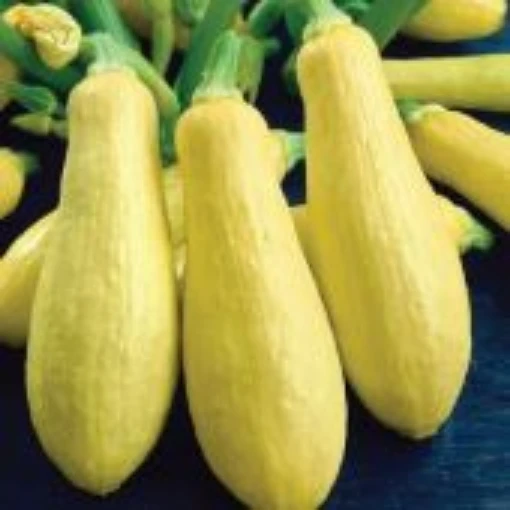 Early Prolific Straightneck Squash SQ10-20