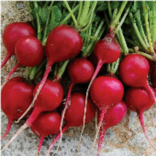 Early Scarlet Globe Radishes RD3-50