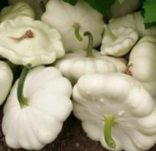 Early White Bush Scallop Squash SQ16-20