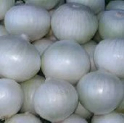 Early White Grano Onions ON37-100