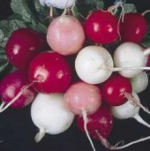 Easter Egg Radishes RD4-50