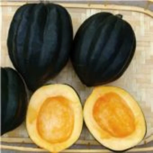 Ebony Acorn Squash SQ88-20