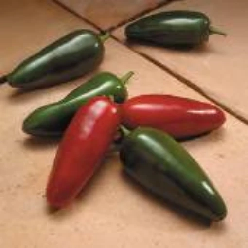 Reimer Seeds. El Jefe, El Jefe Hot Pepper, Highest Yielding Jalapeno