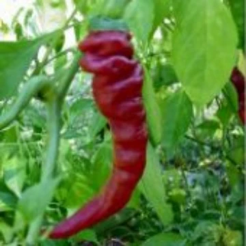 Elephant's Trunk Pepper Seeds