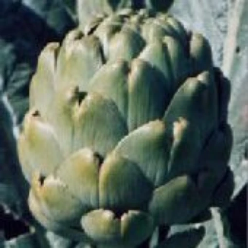 Emerald Artichokes AR5-25