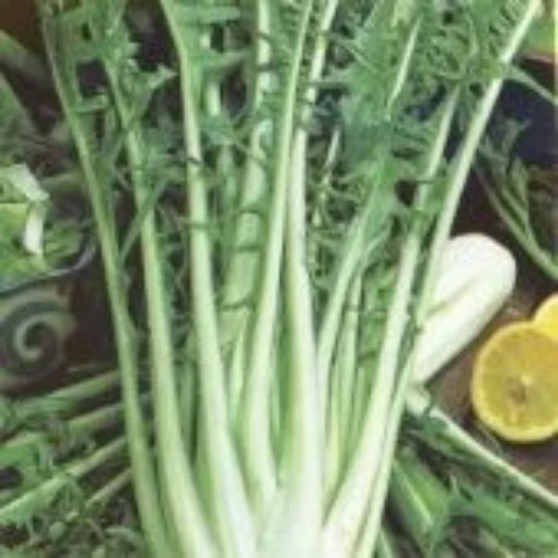 Emerald Ice Chicory CE1-100