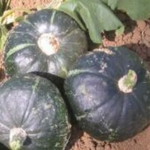 Emerald Strain Buttercup Squash SQ77-20