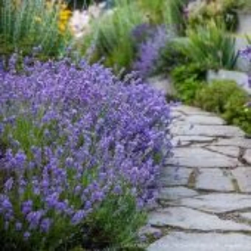 English Lavender HB158-100