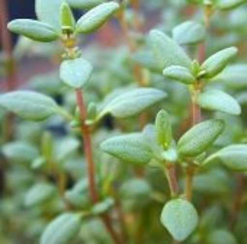 English Thyme HB72-100