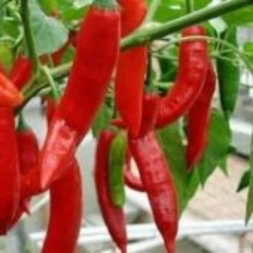 Espanola Pepper Seeds