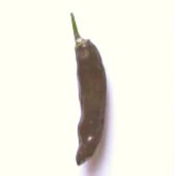 Ethiopian Brown Pepper Seeds