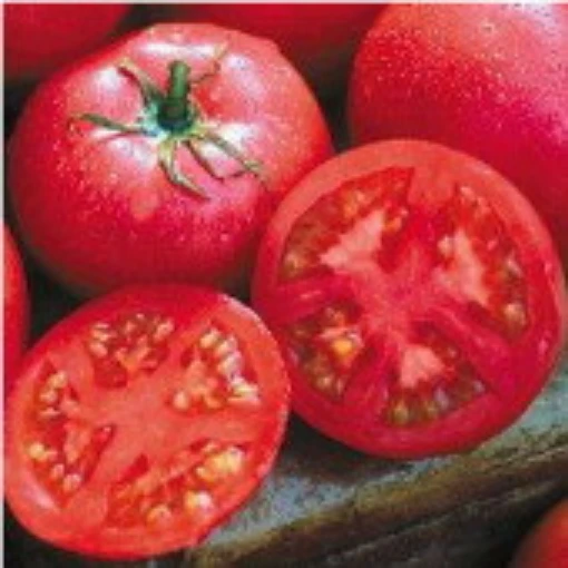 Eva Purple Ball Tomato TM166-20