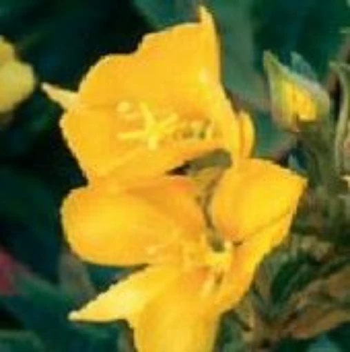 Evening Primrose HB104-100