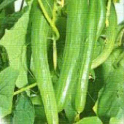 Extra Long Yamato Cucumbers CU51-20