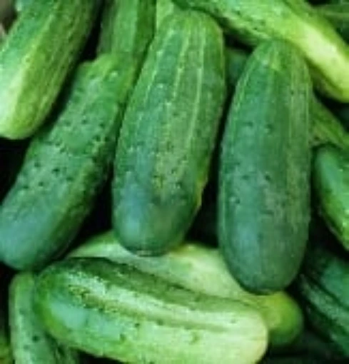Fancipak Cucumbers CU94-20