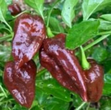 Fatalii Chocolate Pepper Seeds