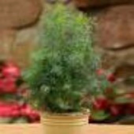 Fernleaf Dill HB33-100