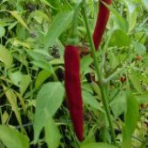 Fiji Hot Peppers HP1075-10
