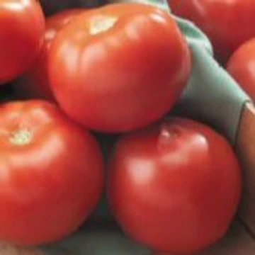 Florida 47 Tomato Seeds