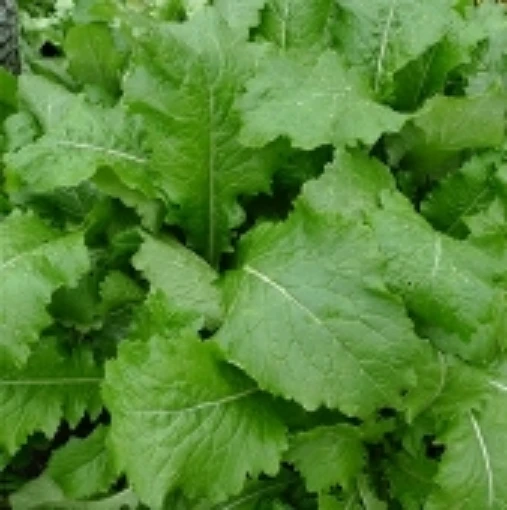 Florida Broad Leaf Mustard MU2-100