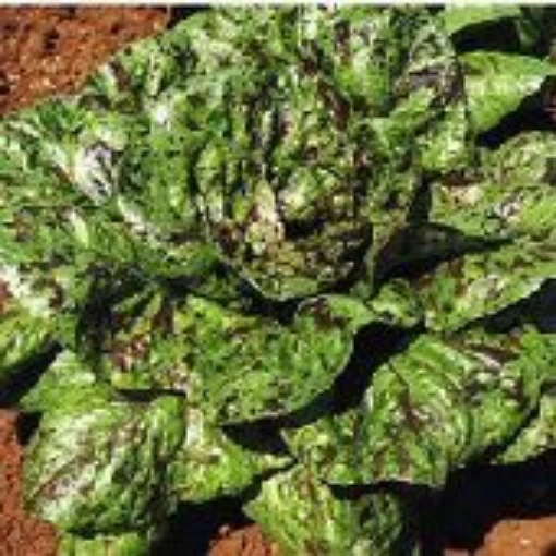 Freckles Lettuce LC57-100