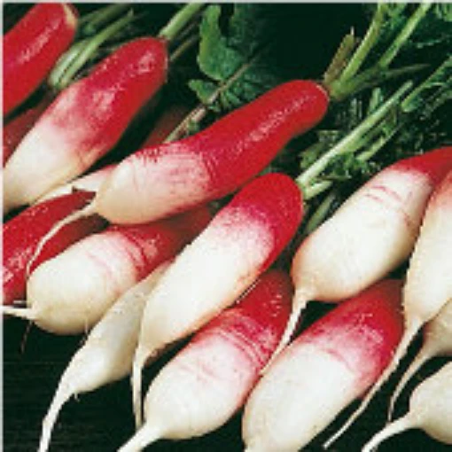 French Breakfast Radishes RD5-50