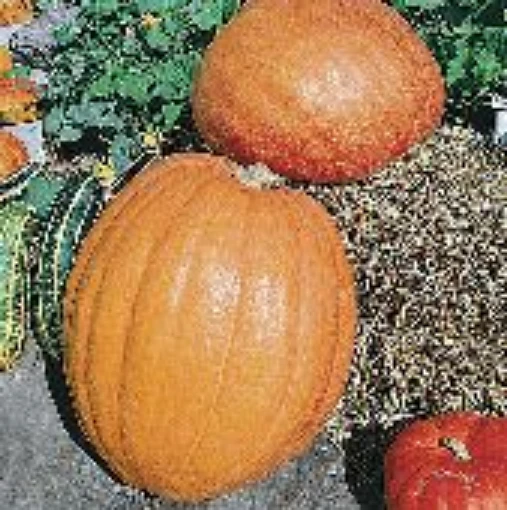 Frosty Pumpkins PM13-10