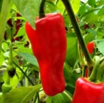 Fuji Pepper Seeds