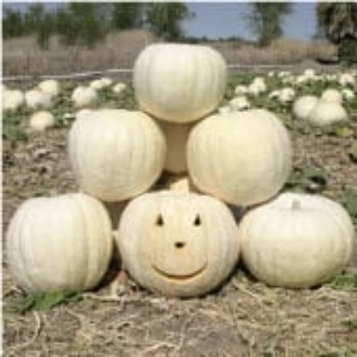 Full Moon Pumpkins PM43-10