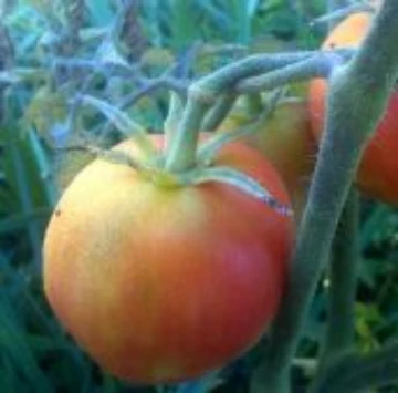 Garden Peach Red Tomato Seeds