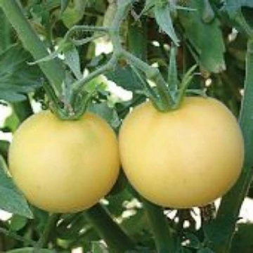 Garden Peach Yellow Tomato Seeds