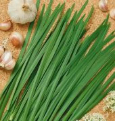 Garlic Chives HB49-100