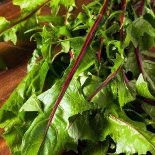 Garnet Stems Chicory CE3-100