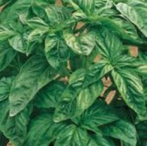 Genovese Basil HB5-100