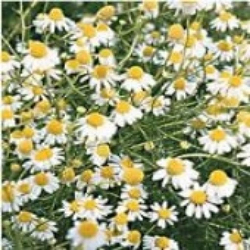 German Chamomile