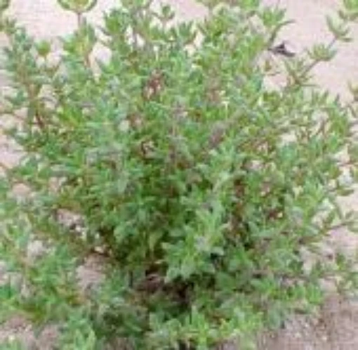 German Winter Thyme HB129-100