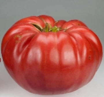 Giant Belgium Tomato Seeds