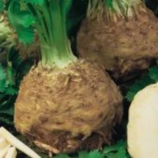 Giant Prague Celeriac CL6-100