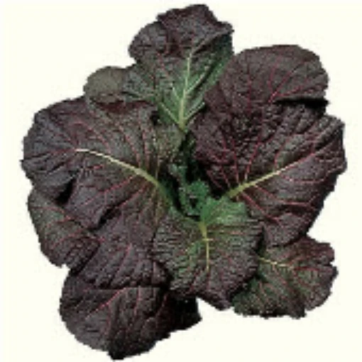 Giant Red Mustard MU4-100