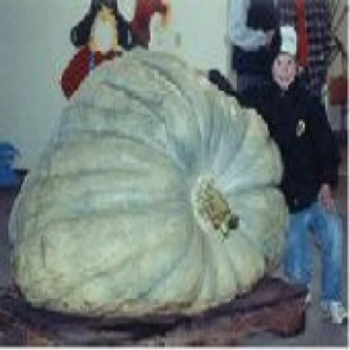 Giant Show King Squash SQ12-5