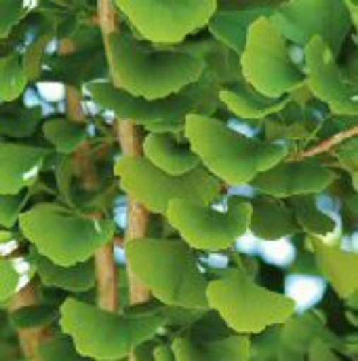 Ginkgo Tree TR17-5