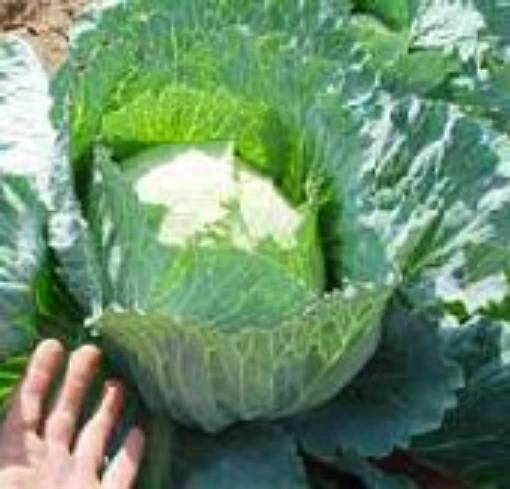 Glory of Enkhulzen Cabbage CB44-50