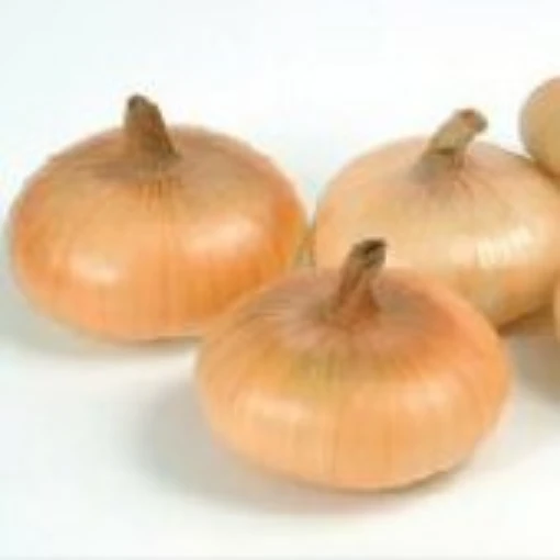 Gold Coin Onions ON4-100