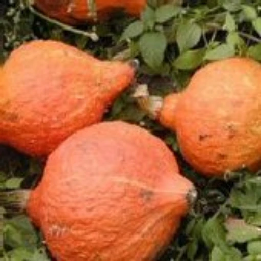 Golden Delicious Hubbard Squash SQ89-20